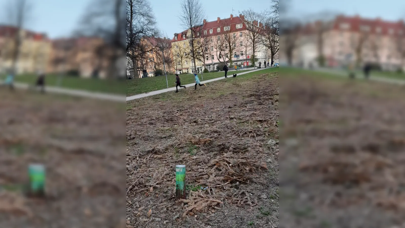 Statt Christbäumen zeigt sich am Georg-Freundorfer-Platz nun Brachfläche. In diesem Jahr hatte der Abfallwirtschaftsbetrieb München (AWM) erstmals eine Christbaumsammelstelle am Georg-Freundorfer-Platz eingerichtet. Diese wurde auch rege genutzt, sodass sich zwischen Ende Dezember und Mitte Februar zahlreiche Bäume über dem mittleren Wiesenfeld im Park verstreuten. Der Wiese scheint die Sammelaktion indes nicht bekommen zu sein. Die Tannenbäume sind inzwischen zwar vom Georg-Freundorfer-Platz abgeholt worden, darunter aber lichtet sich nun die übrig gebliebene öde Wiesenfläche, so dass sich Stadtteilbewohner fragen, wie sinnvoll die Errichtung der Christbaumsammelstelle im höchst-frequentierten Park des Viertels sein mochte. Bleibt zu hoffen, dass mit dem Frühling nun neues Gras darüber wächst. (Foto: Beatrix Köber)
