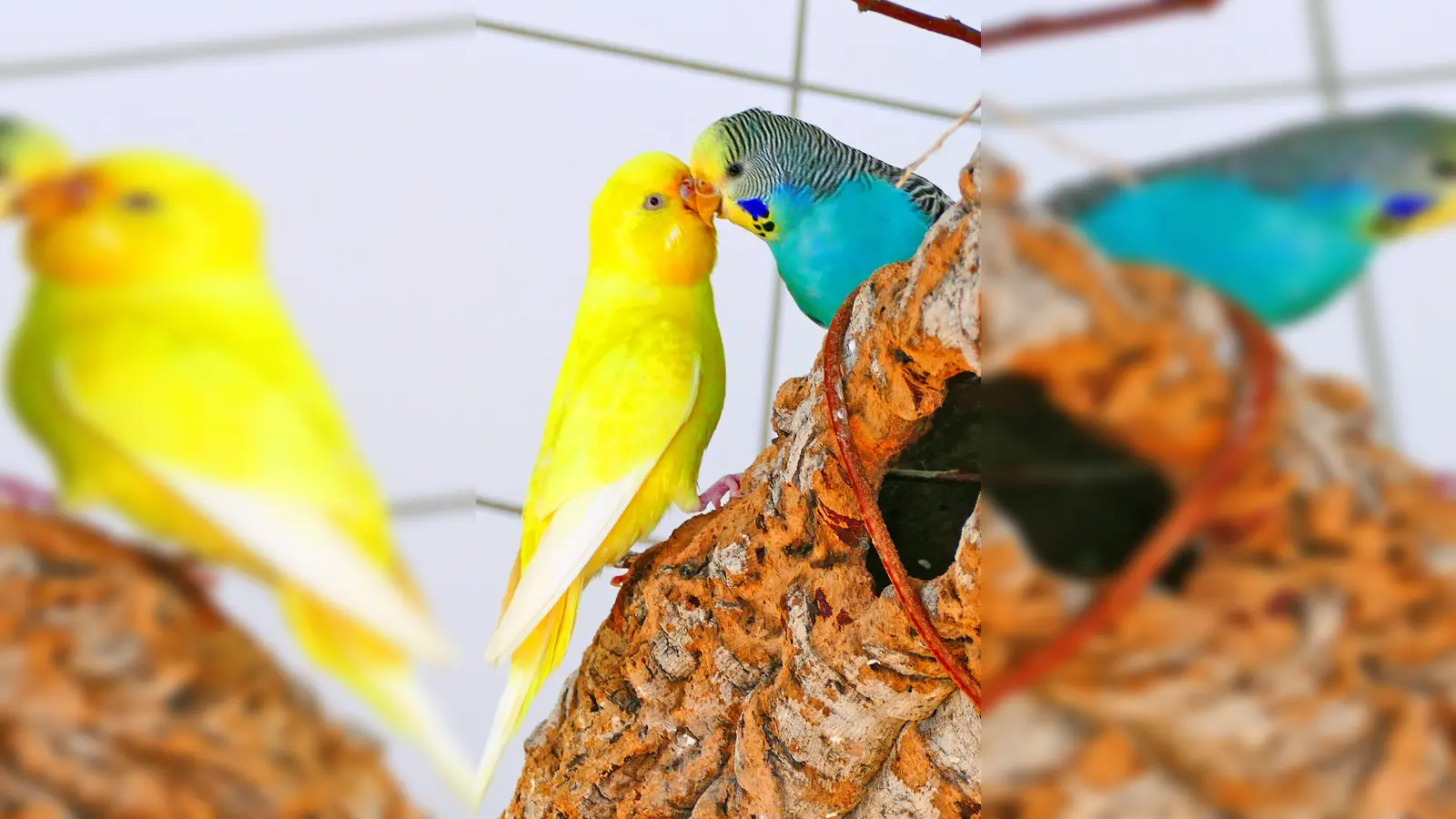 Picksi &amp; Coco. (Foto: Tierheim Riem)