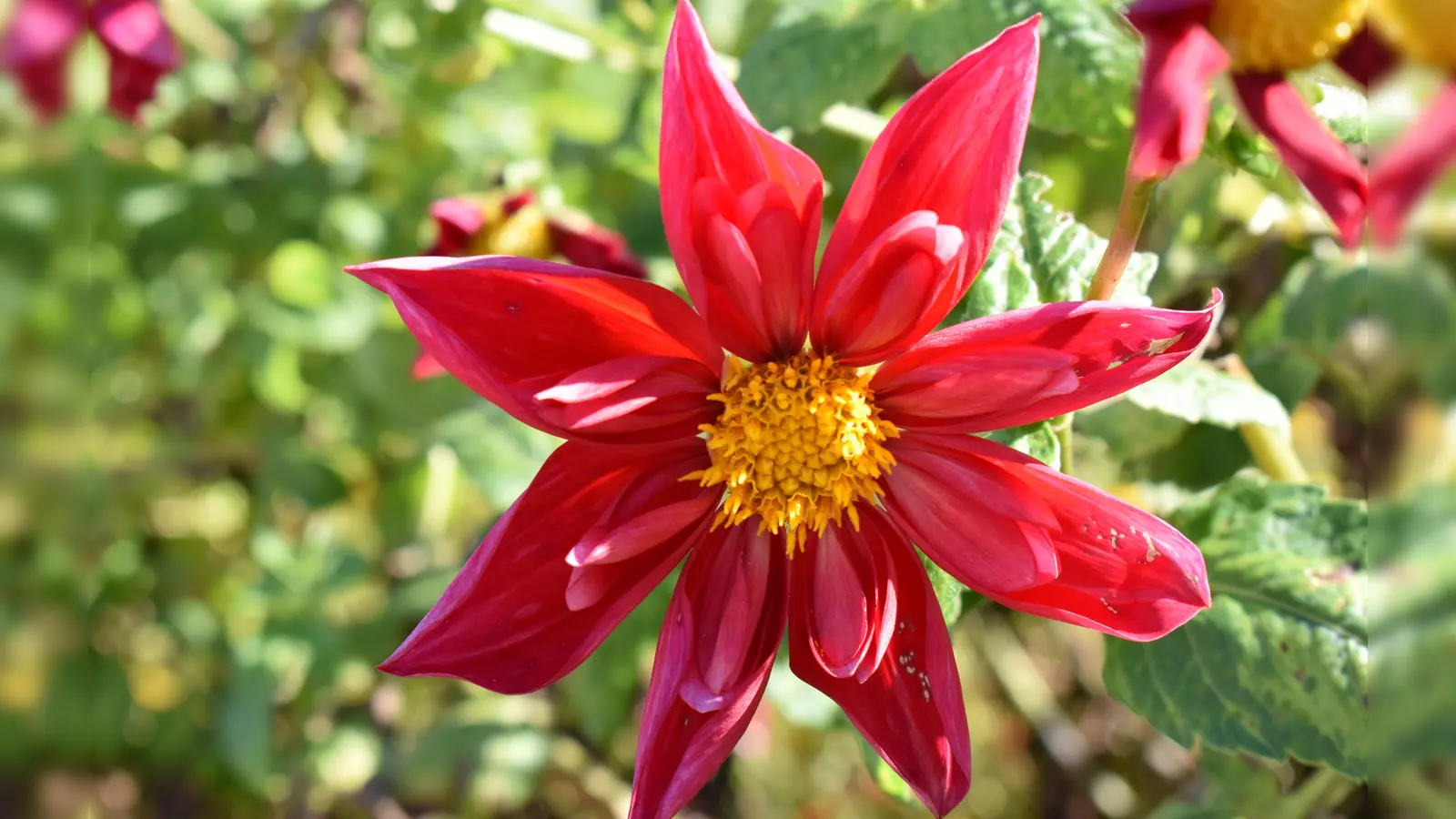 Die Blumenpracht von Annettes Garten lässt sich am 10. Juni erleben.  (F.: D. Mielcarek)