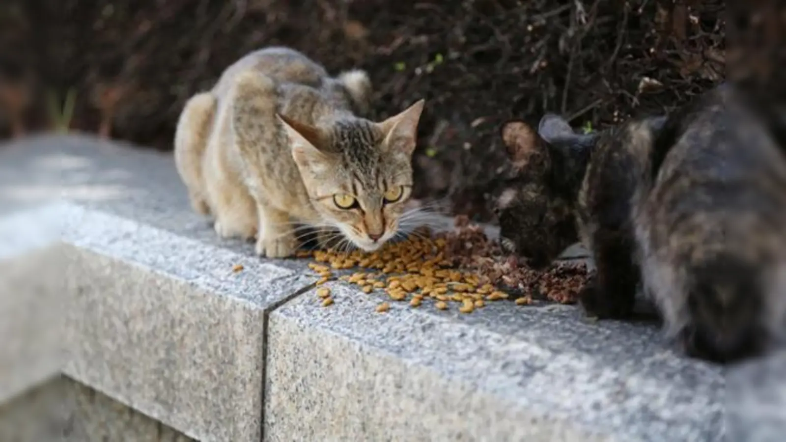 Katzen, in Szene gesetzt von Oliver Deska.  (Foto: VA)