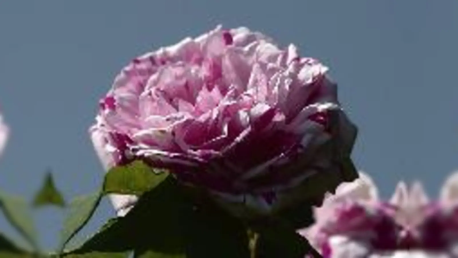 Die Bourbonrose Variegata ist nur ein Teil der Ausstellung »La vie en rose«. 	 (Foto: Franz Höck)