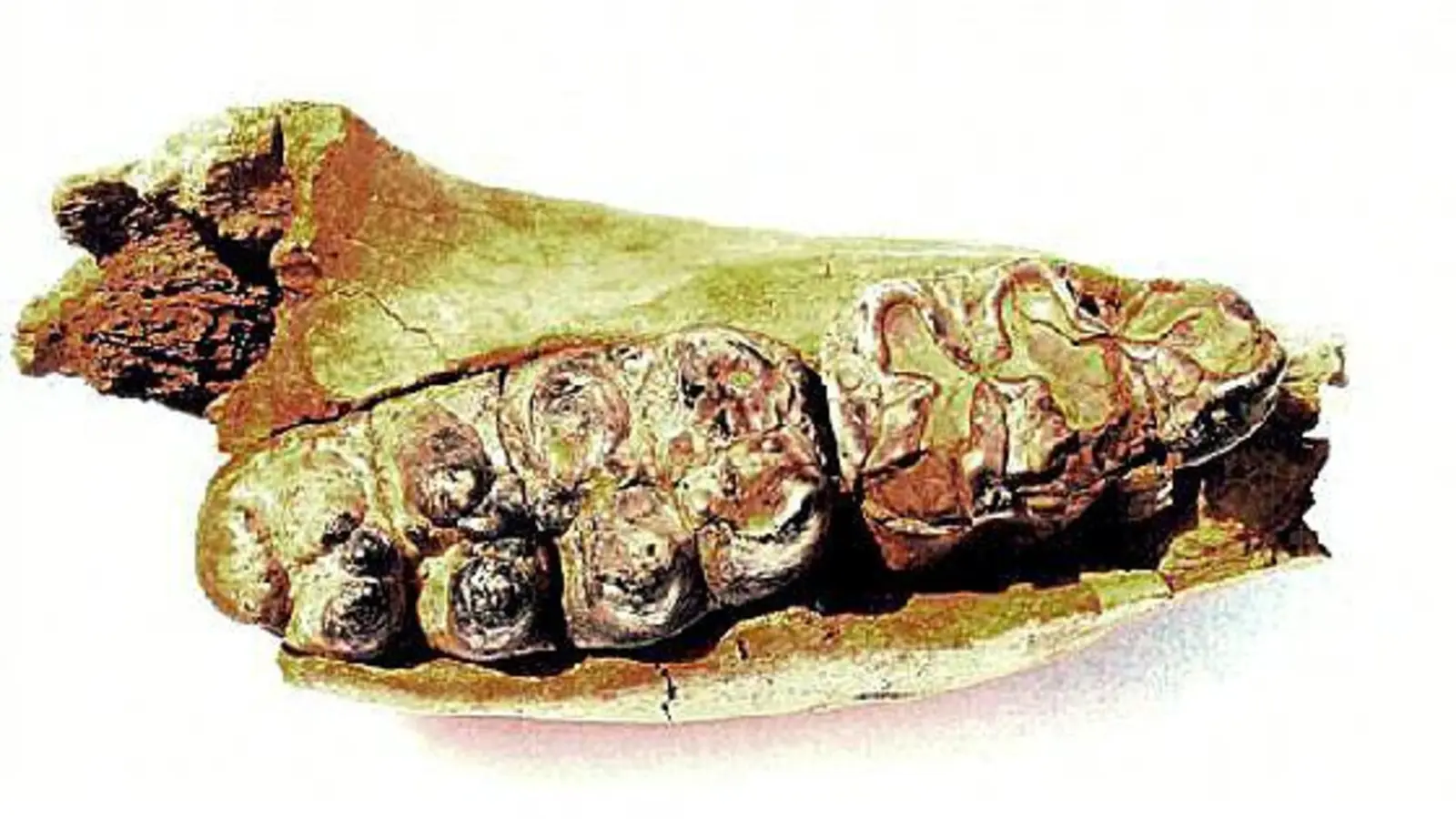 Der Unterkiefer des Mammuts wurde in der Fischlstraße gefunden.  	 (Foto: VA)