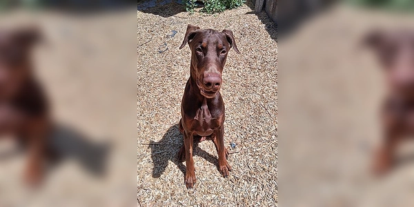Dobermann-Rüde Pablo. (Foto: Tierheim Riem)