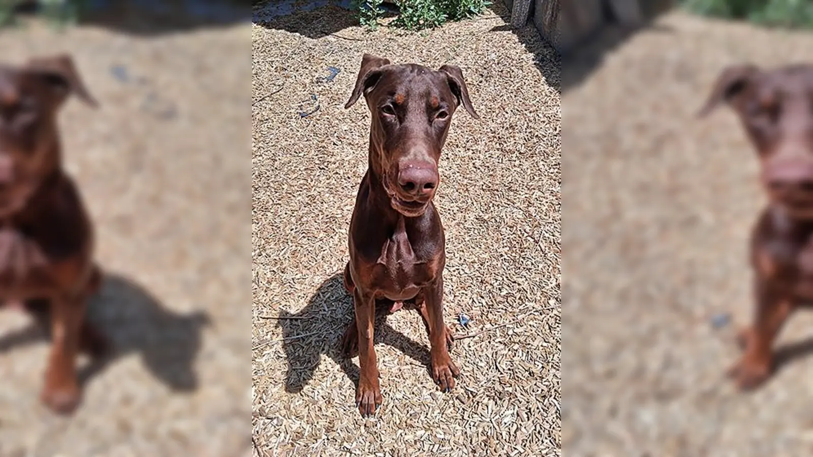 Dobermann-Rüde Pablo. (Foto: Tierheim Riem)