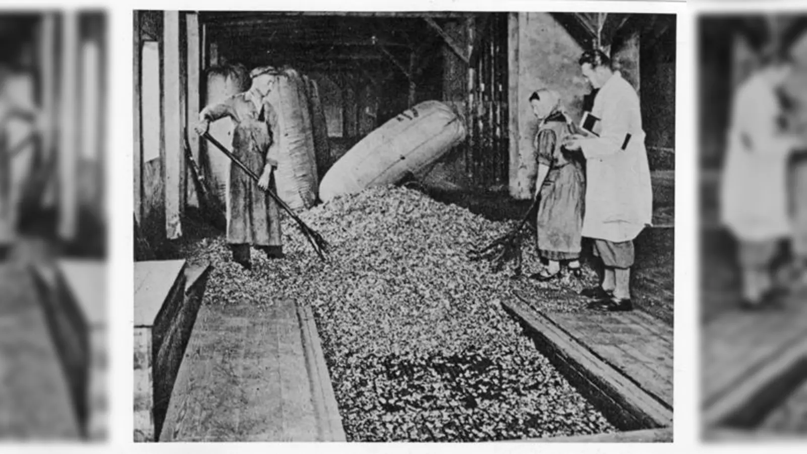 Böhmischer Hopfen gehörte zu den wichtigsten Exportartikeln nach Deutschland.  (Foto: Bayerisches Hauptstaatsarchiv, Sudetendeutsches Archiv, Bildarchiv 14183)