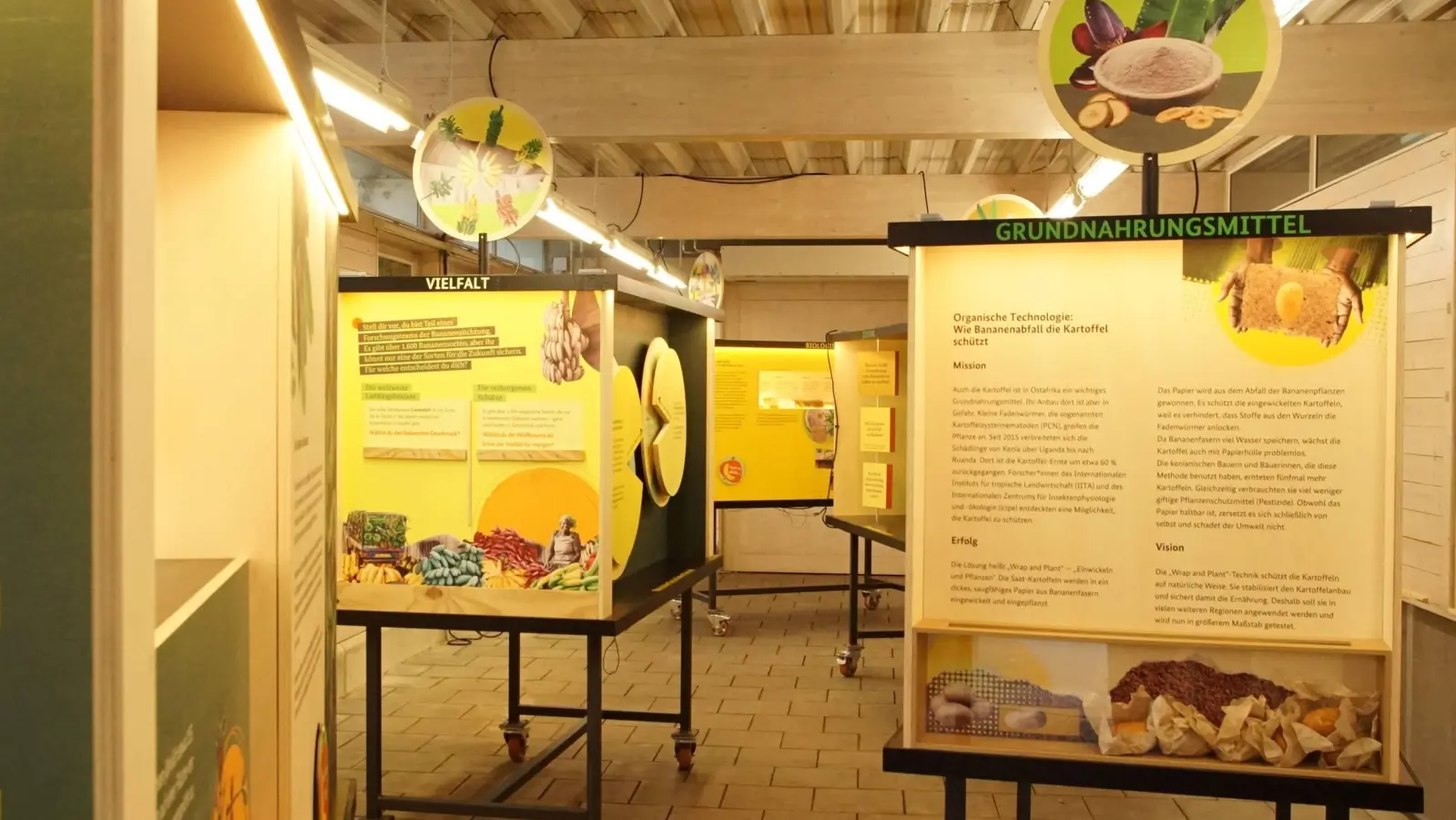 Hoch informativ ist die Ausstellung über Bananen im Gebäude H11 der HSWT am Staudengarten. (Foto: bro)