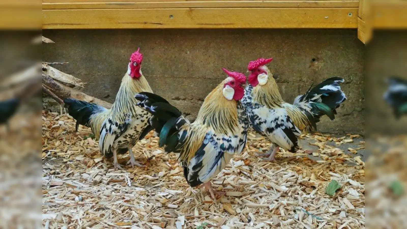 Bildhübsche Zwerghähne: Gerd, Franz und Sepp. (Foto: Tierheim München)
