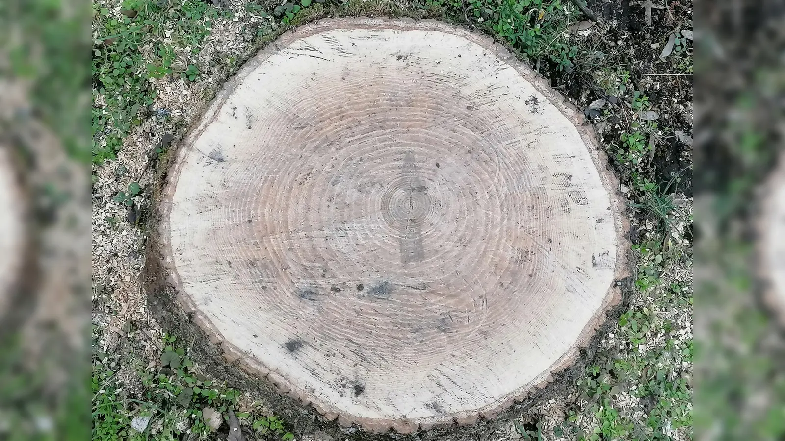 Neulich wurden an der Schleißheimer Straße Bäume gefällt. Sollte es für diesen hier eine Ersatzpflanzung geben, würde es etwa bis 2070 dauern, bis „der Neue” die Lücke wieder ausfüllt. Doch bei weitem nicht jeder gefällte Baum wird tatsächlich ersetzt. (Foto: job)