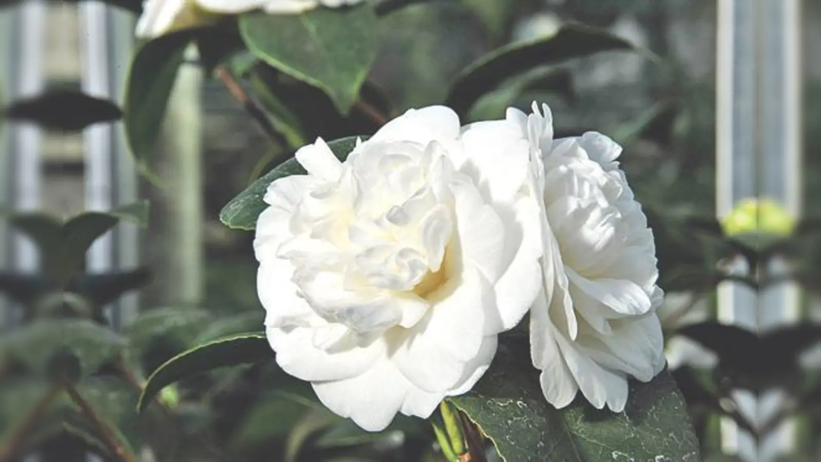 Die Camellia Janonica hat unter anderem die edle Sorte »Nobilissima« hervorgebracht. 	 (Foto: VA)