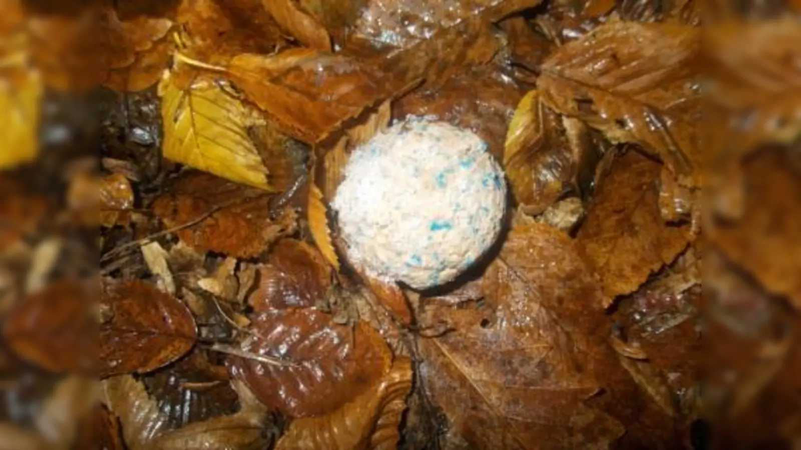 In der vergangenen Woche wurden in einem Park am Stiftsbogen wieder gefährliche Giftköder gefunden. (Foto: Polizei)