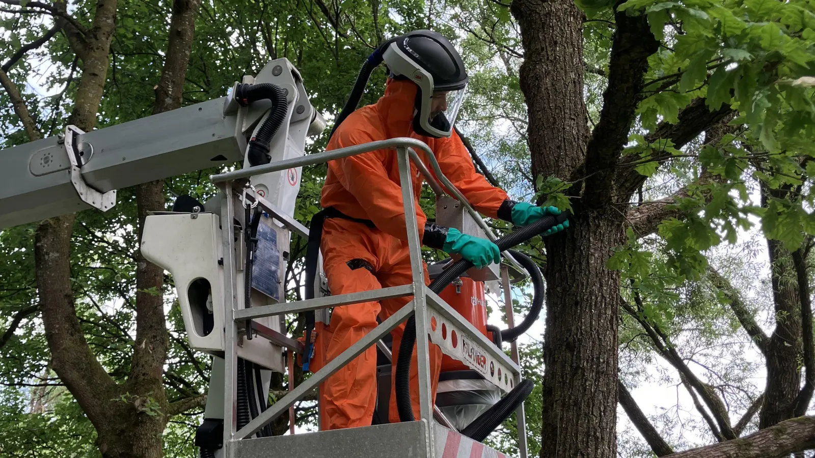 In Schutzkleidung und mit einer Art Staubsauger wurden die Eichen am Feringasee von den Raupen und Nestern des Eichenprozessionsspinners befreit. (Foto: Landratsamt München)