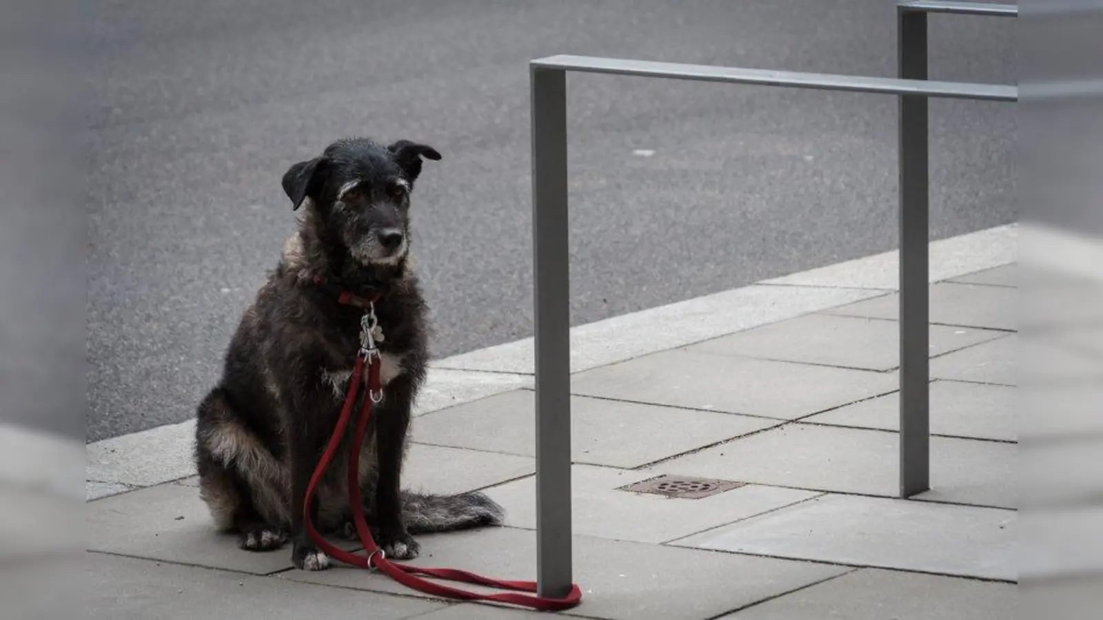 Jährlich werden in Deutschland 500.000 Haustiere ausgesetzt oder angebunden zurückgelassen. (Foto: romelia/pixelio.de)