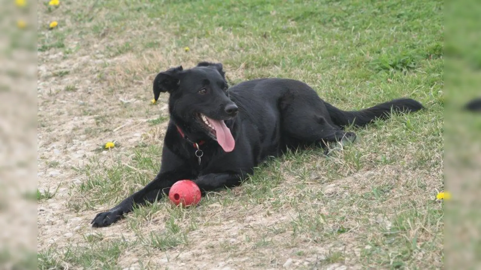 Wer ein Tier aus dem Tierheim holt, wird nach einiger Zeit daheim besucht, denn der Tierschutzverein München möchte sicher gehen, dass es dem Familienzuwachs wirklich gut geht. (Foto: sb/ Archiv)