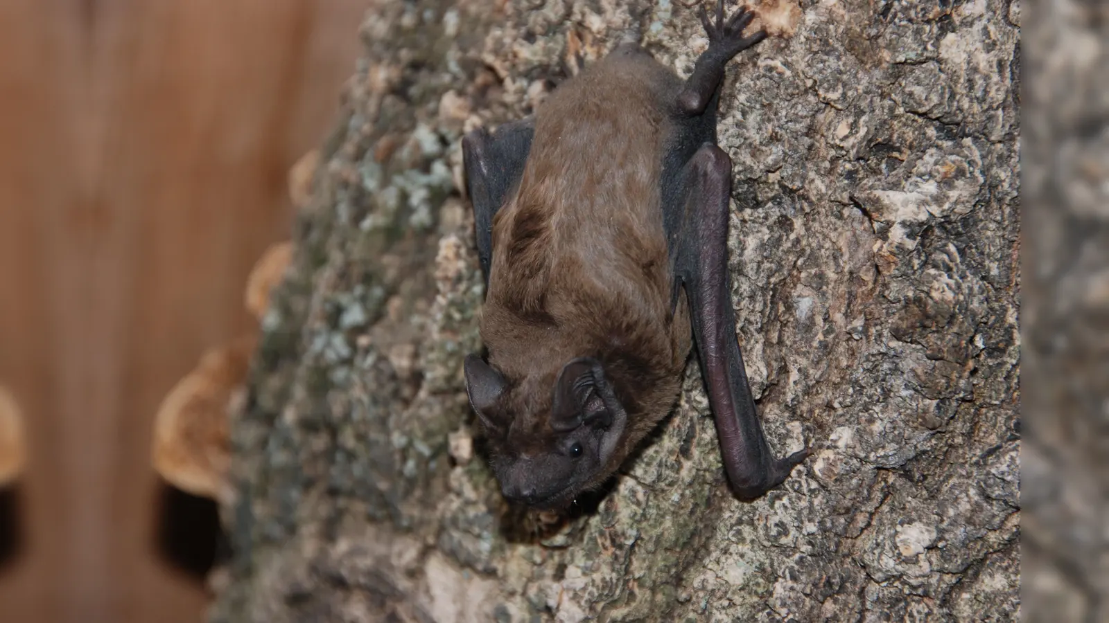 Bei Tag ist der Abendsegler ein scheues Tier. Nachts geht er auf die Jagd. (Foto: Sylvia Weber)