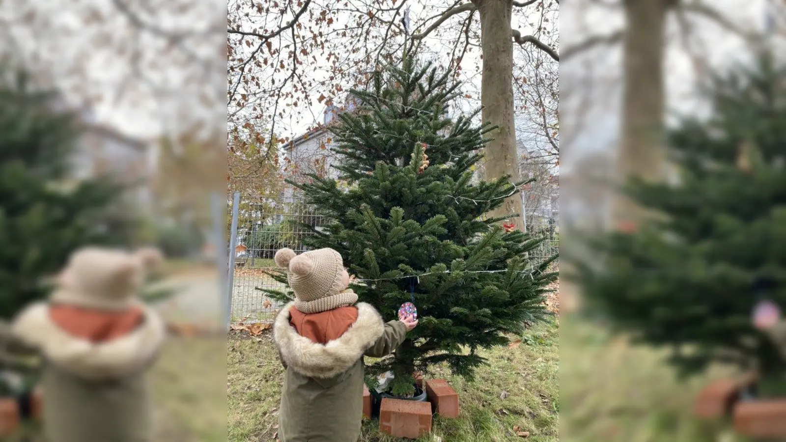 Noch ist sie recht kahl, die Tanne im Garten von Vamuki (Gollierstraße 61, hinter dem Pfarrheim). Mit Hilfe der Kinder aus dem Viertel, soll daraus in den nächsten Woche ein bunter Christbaum werden. (Foto: Carolin Winter)