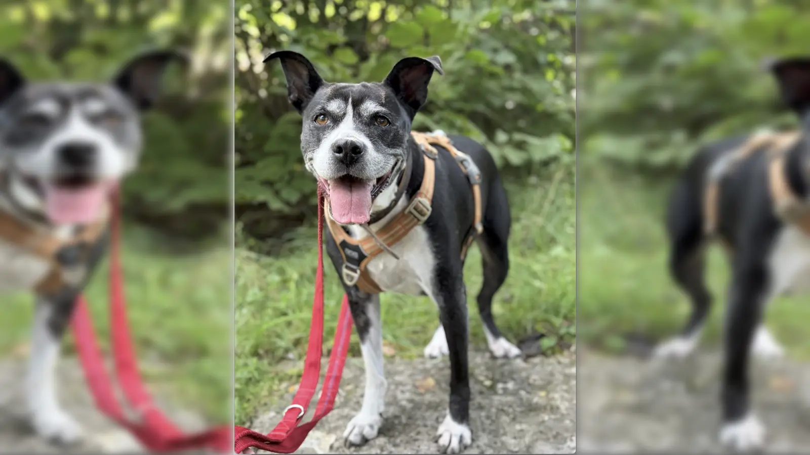 Die Boston Terrier-Mix-Hündin Baba sucht ein geduldiges, stabiles Umfeld. (Foto: Tierheim Riem)