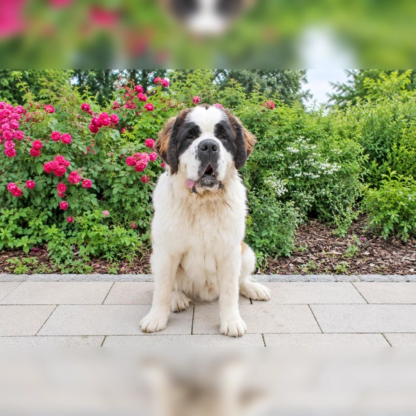 Der junge Bernhardiner-Rüde Beethoven muss noch viel lernen. (Foto: Tierheim Riem)
