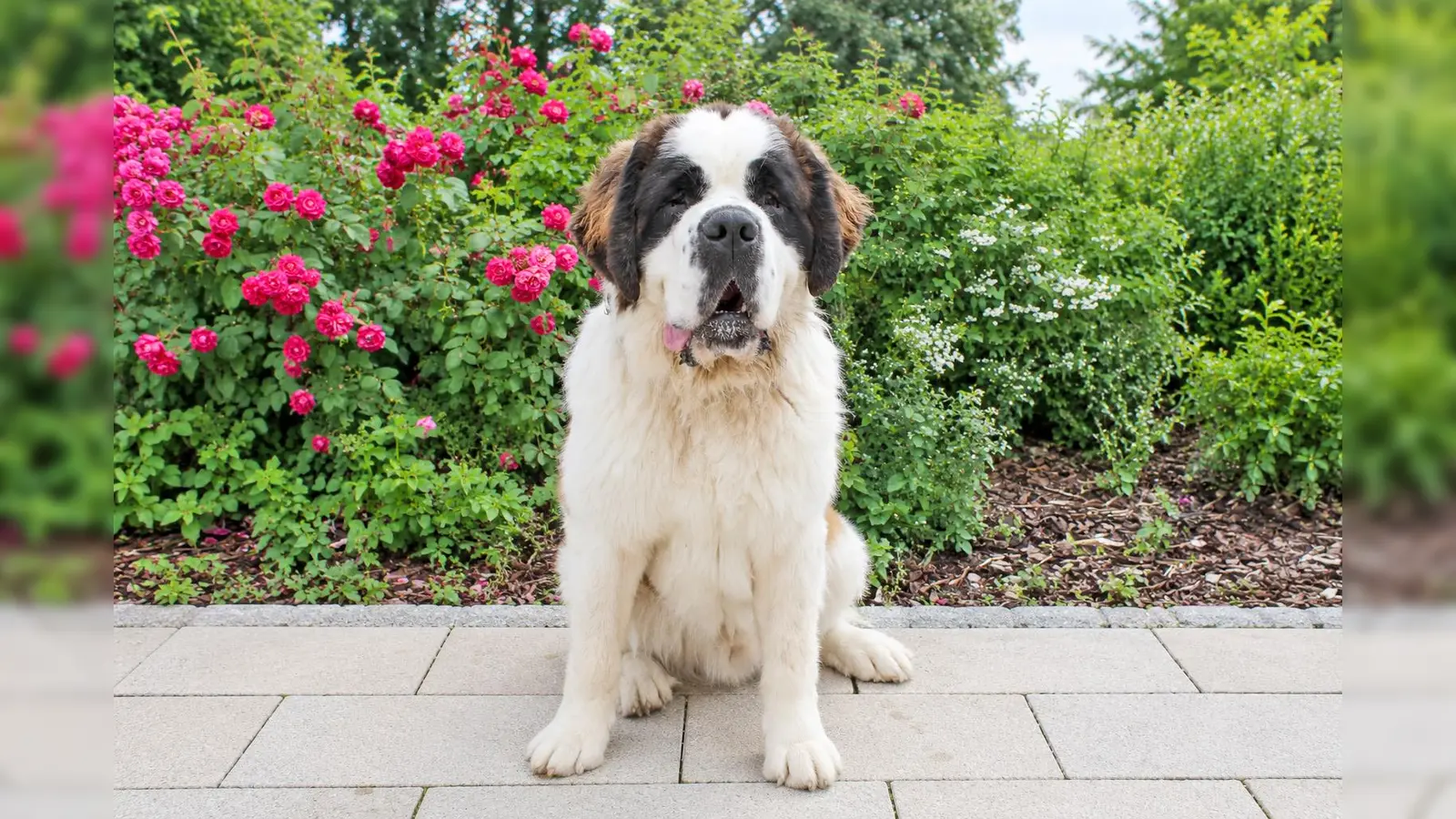 Der junge Bernhardiner-Rüde Beethoven muss noch viel lernen. (Foto: Tierheim Riem)