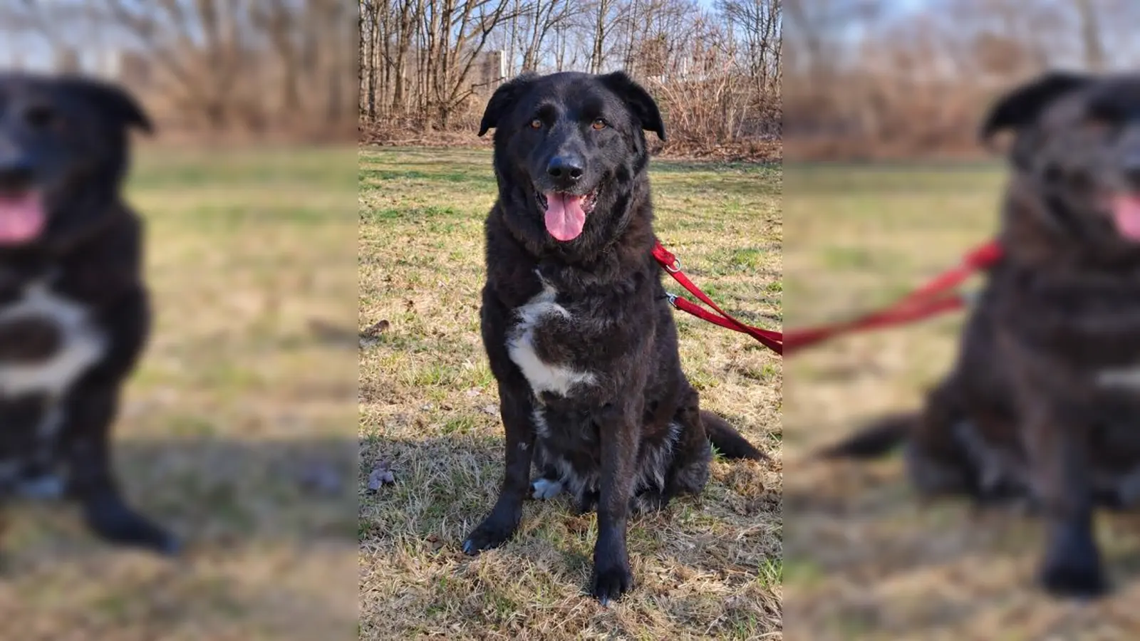 Mischlingsrüde Leopold. (Foto: Tierheim Riem)