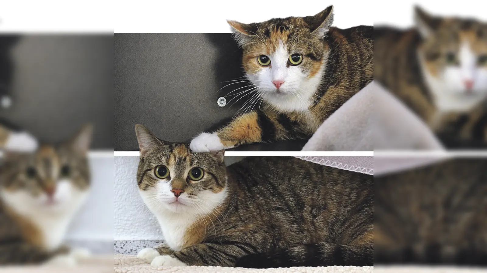 Karoline und Leonie. (Foto: Tierheim Riem)