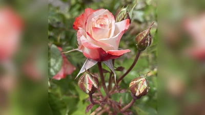 Über 1.000 Rosenarten findet man im Rosengarten der Stadt München. (Foto: hw)