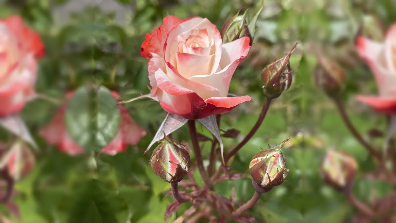 Über 1.000 Rosenarten findet man im Rosengarten der Stadt München. (Foto: hw)