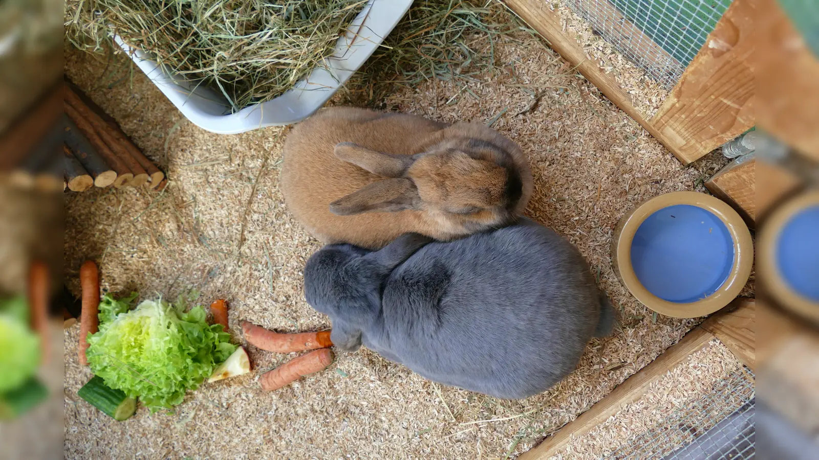 Was brauchen Kaninchen für ein gesundes, artgerechtes Leben? Die Antwort darauf erfahren alle Interessierten beim Kleintier-Workshop des Tierschutzvereins München.  (Foto: Tierschutzverein München)
