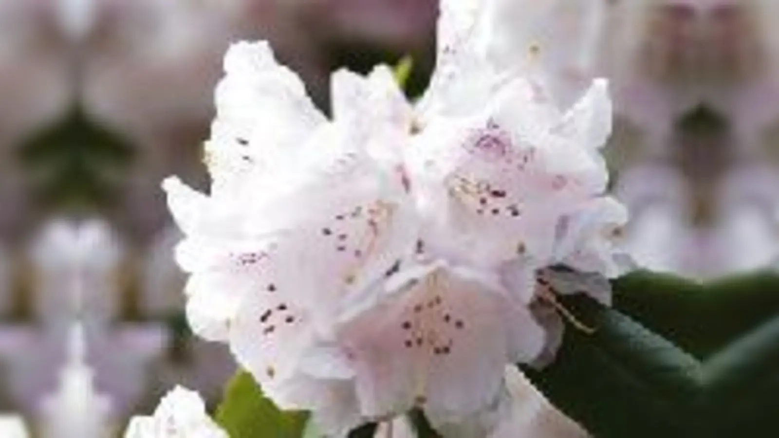 Die Blütenpracht der Rhododendren kommt im Mai und im Juni zum Vorschein.	 (Foto: VA)