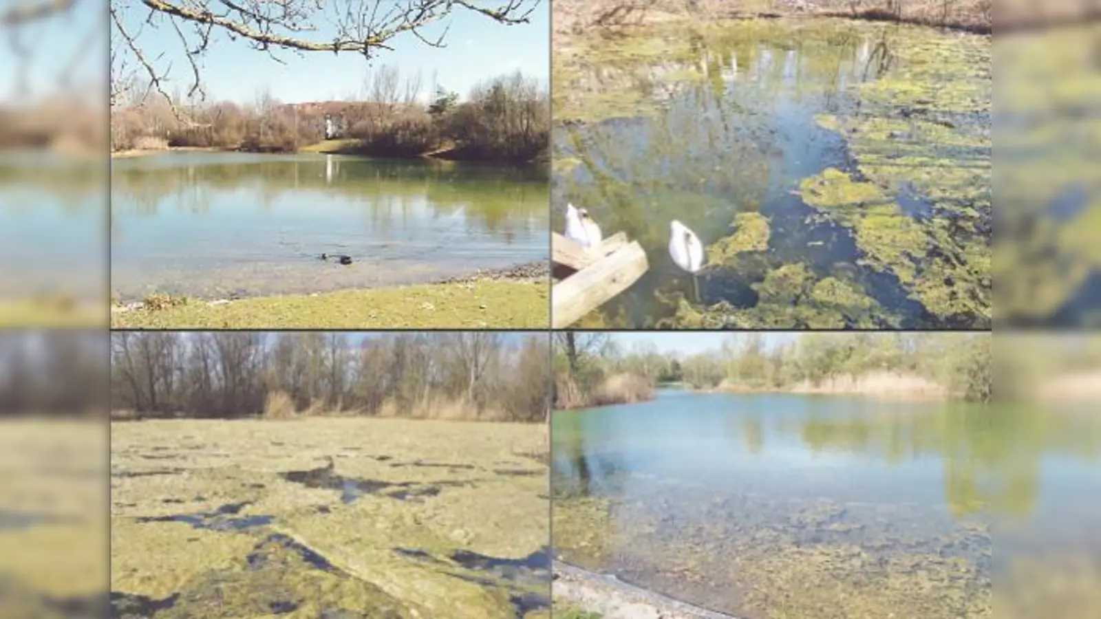 Wenige Wochen herrschten idyllische Zustände. Nach starkem Sonnenschein bildeten sich giftgrüne Algenmassen (rechts oben und links unten), die das Baureferat entfernte. Doch die Teppiche kommen wieder (rechts unten, Aufnahme vom 19.4.).  (Foto: hgb, priv.)