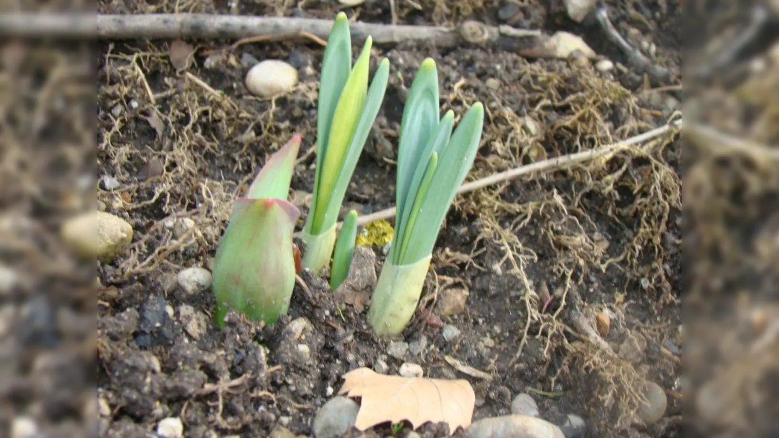 Die ersten Blumenzwiebeln können eingepflanzt werden. (Foto: pst)