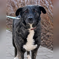 Mischlingshündin Luna. (Foto: Tierheim Riem)