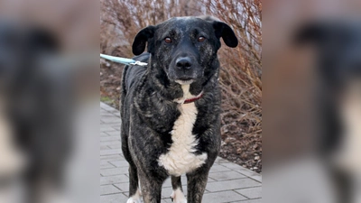 Mischlingshündin Luna. (Foto: Tierheim Riem)