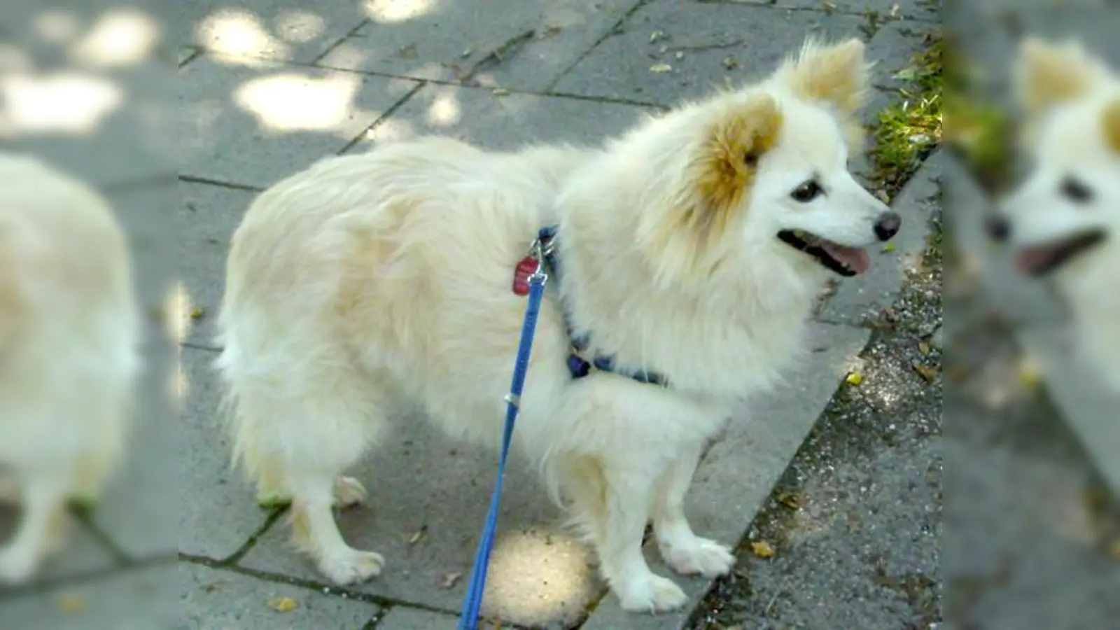 Hündin entlaufen (Foto: red)