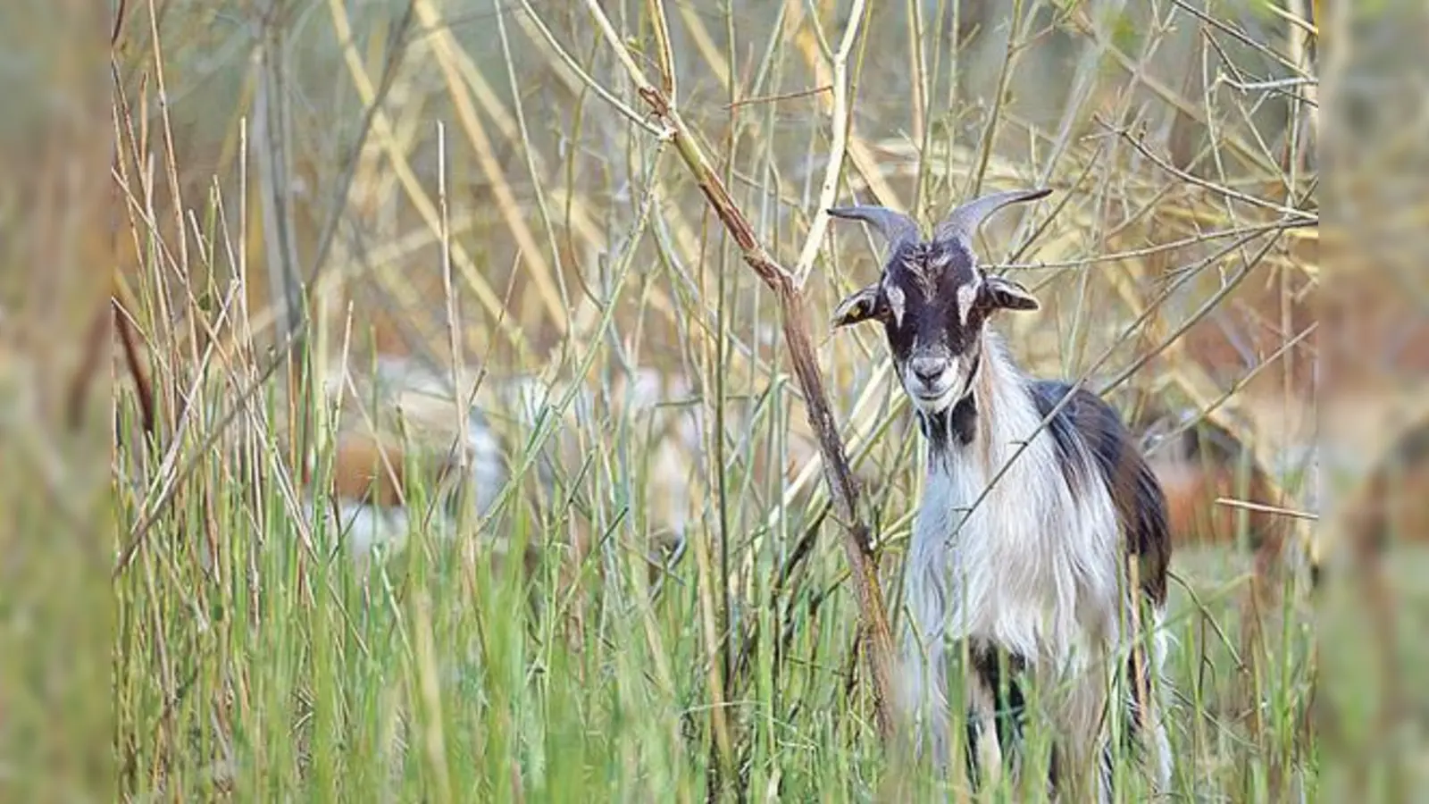 Bulgarenziegen aus Hellabrunn künftig im Leipziger Stadtforst.	 (Foto: Tierpark Hellabrunn/Dominik Greenwood)