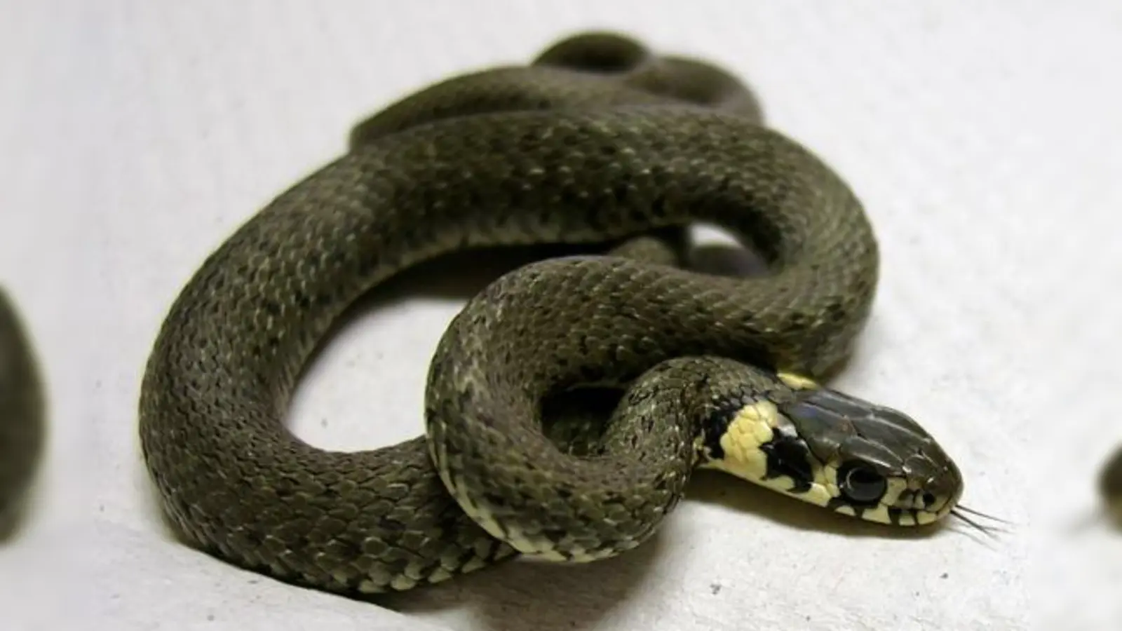 Schlangen sind nur selten gefährlich. Diese Ringelnatter ist völlig harmlos.	 (Foto: PM)