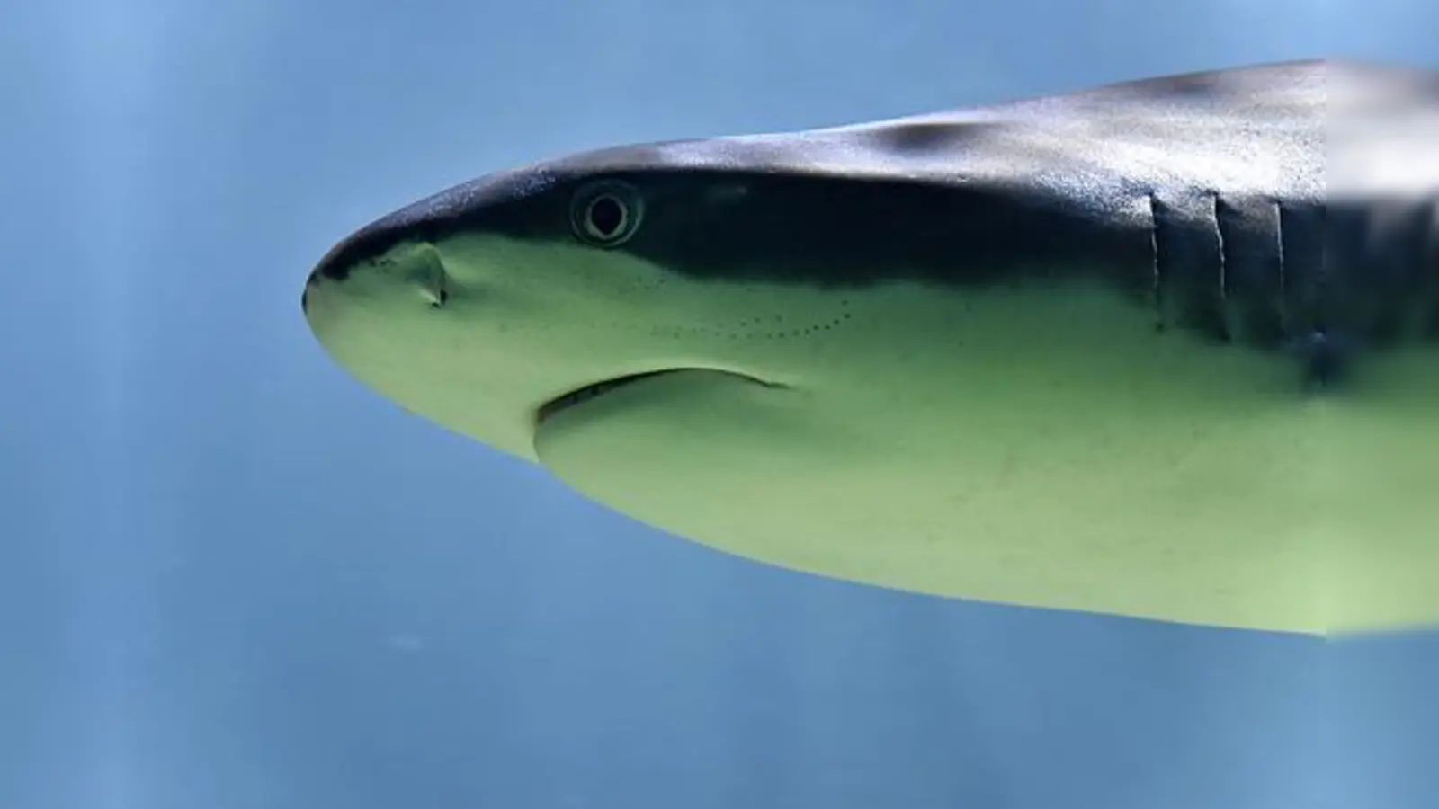 Am 8. Juni erwartet die großen und kleinen Tierpark-Besucher ein besonderes Programm rund um die Wasserwelt. 	  	 (Foto: Tierpark Hellabrunn/Michael Thomas)