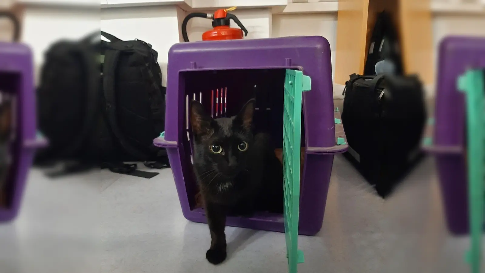 Luzie quittierte mit einem lauten Miau, als sie das Gewahrsam der Bundespolizei verlassen durfte. (Foto: Bundespolizei)