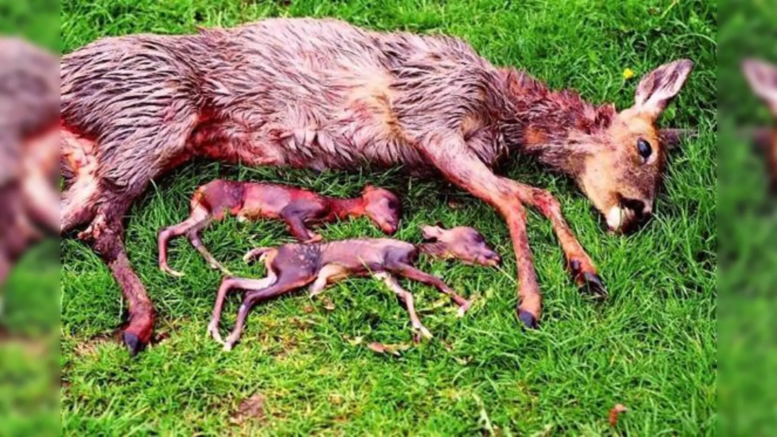 Ein trächtiges Reh fiel vor wenigen Tagen der Jagdattacke eines freilaufenden Hundes zum Opfer. Um solche Vorfälle zu vermeiden, nimmt das Landratsamt München die Hundehalter in die Pflicht.	 (Foto: Bayerischer Jagdverband)