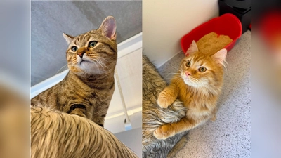 Die Kater Nilo und Kai sind verspielt und voller Energie. (Foto: Tierheim Riem)