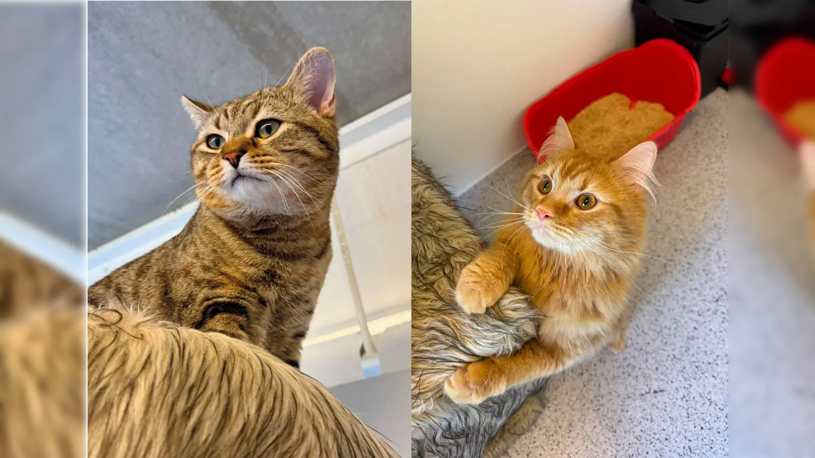 Die Kater Nilo und Kai sind verspielt und voller Energie. (Foto: Tierheim Riem)
