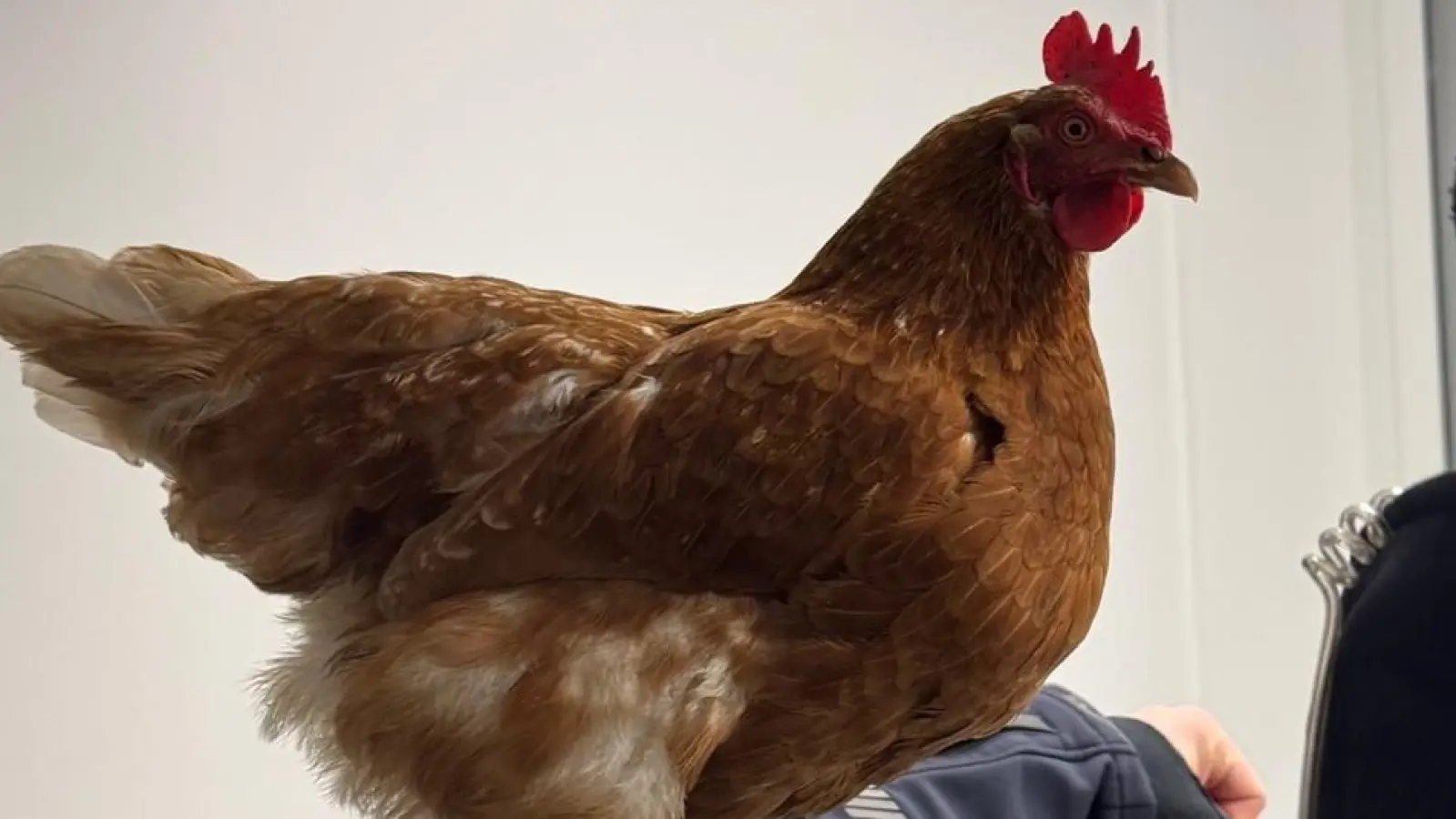 Das Huhn Henrietta hat eine Nacht bei der Bundespolizei am Hauptbahnhof verbracht. (Foto: Bundespolizei)