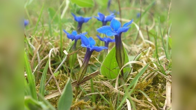 Der Frühlings-Enzian. (Foto: LBV)