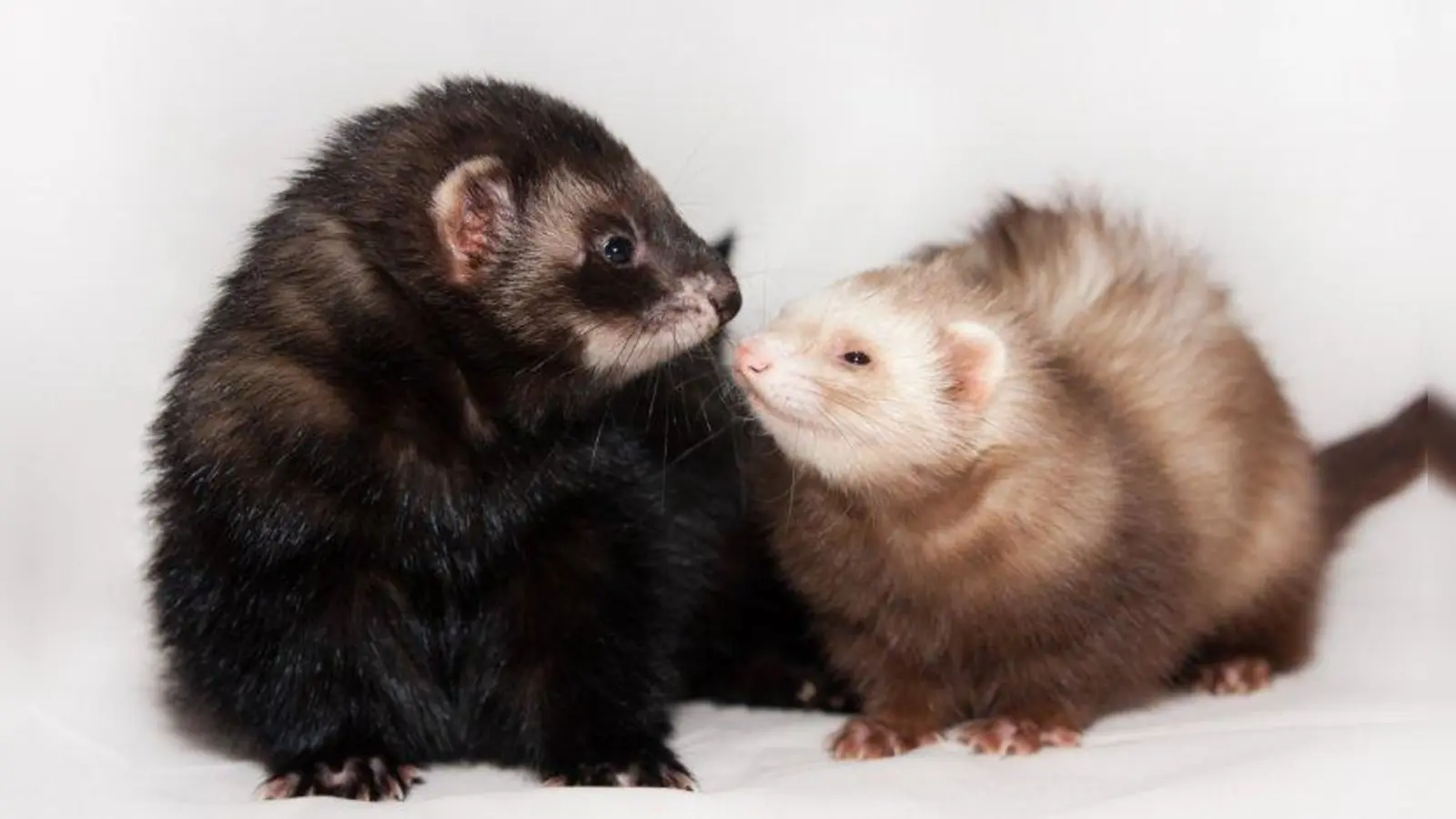 Der Rüde Sam (l.) und die Fähe Prim genießen ihr Leben in freier Wohnungshaltung. (Foto: Patricia Prankl)