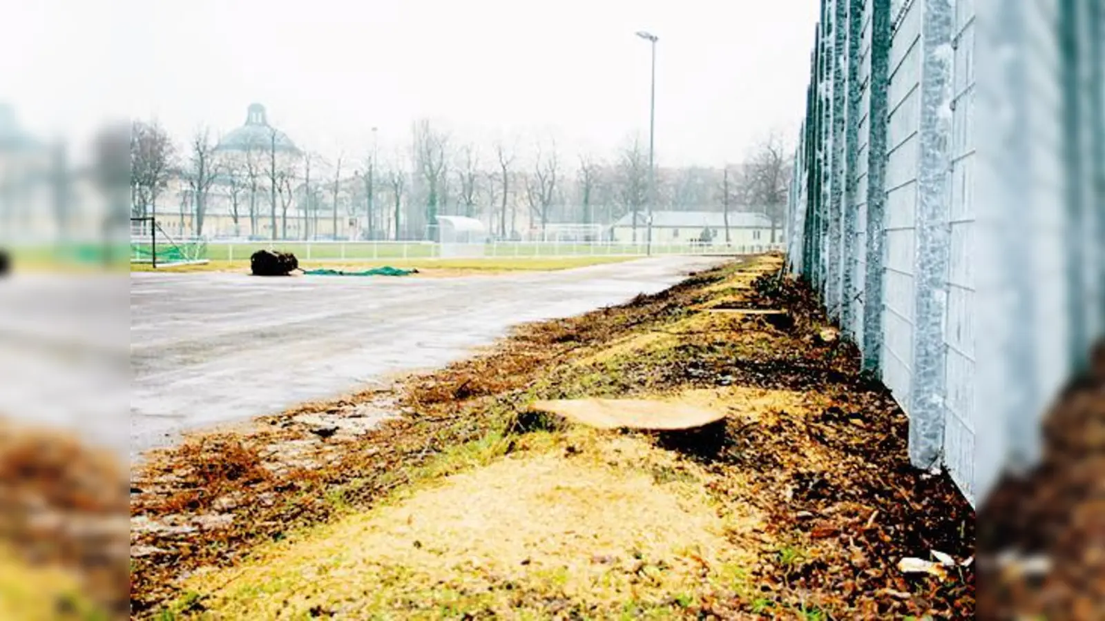 Nur noch abgeschlagene Baumstümpfe künden heute auf dem Gelände des SC 1906 von der einst stolzen Lindenkolonie.   (Foto: Hettich)