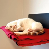 Hubsi ist ein sehr gesprächiger und aktiver Kater. (Foto: Tierheim Riem)