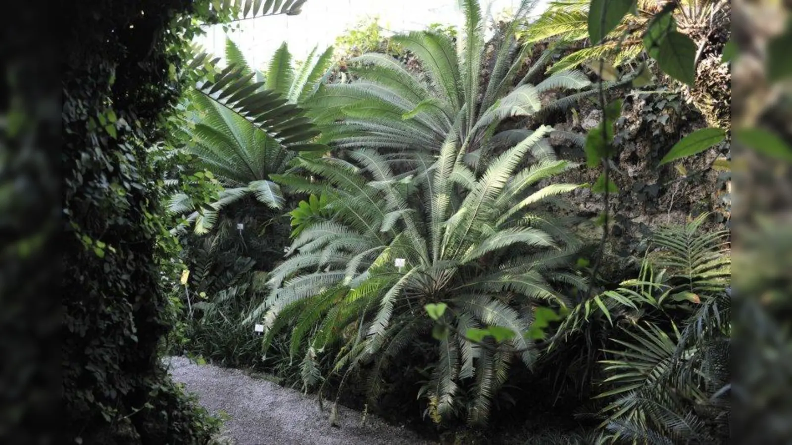 Blick auf Palmfarne, deren Vorfahren gleichzeitig mit den Dinosauriern lebten. (Foto: Franz Höck, Botanischer Garten München-Nymphenburg)