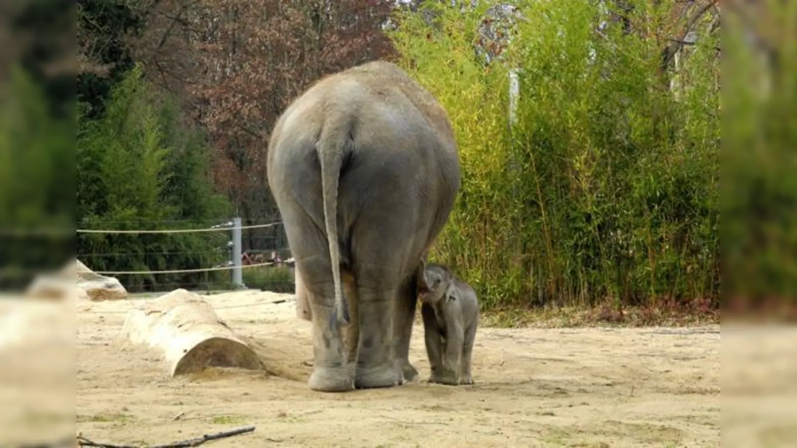 Rosemarie Kurmann: »Ich fotografiere leidenschaftlich und gehe ­zudem gerne in den Tierpark ­Hellabrunn. Tierbabys sind immer ein schönes Motiv. Ich freue mich auf mein Bild im Samstagsblatt und danke Ihnen für den Buchpreis.«  (Foto: Rosemarie Kurmann)