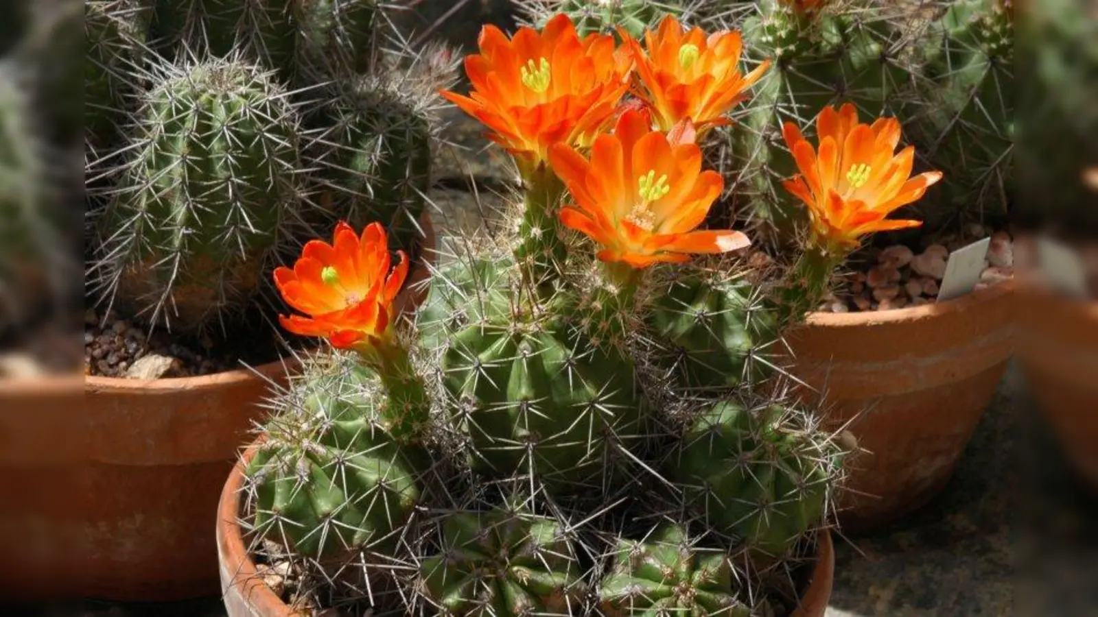 Wer auf der Suche nach hübschen Kakteen für zuhause ist, der wird auf der großen Verkaufsbörse im Botanischen Garten mit Sicherheit fündig. (Foto: Dr. Ehrentraud Bayer, Botanischer Garten München-Nymphenburg)