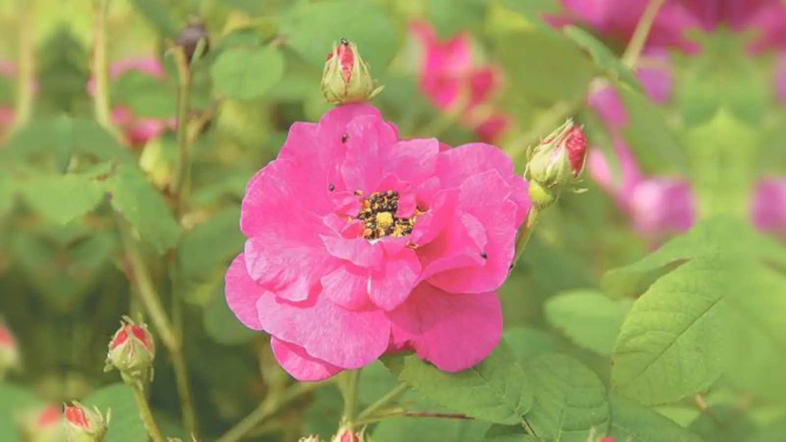 Eine große Pflanzenauswahl von Wildblumen für den heimischen Garten oder Balkon.	 (Foto: Privat)