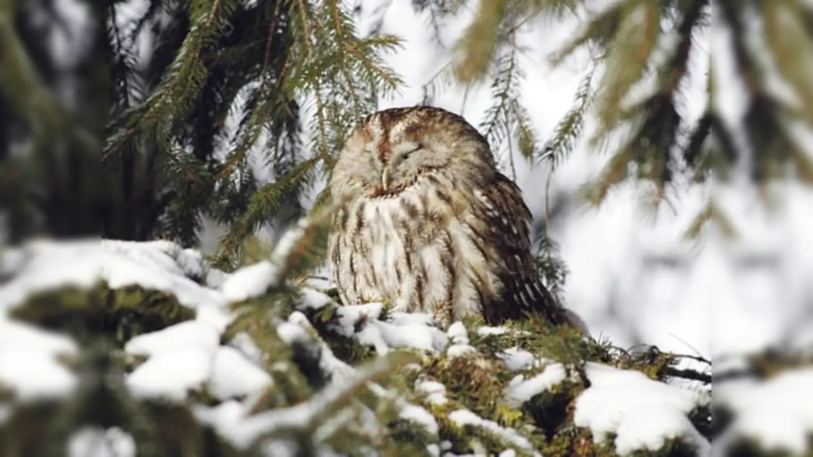Über unsere heimischen Eulen und Käuze erfährt man Interessantes bei einem Vortrag des Bund Naturschutz. 	 (Foto: BN)